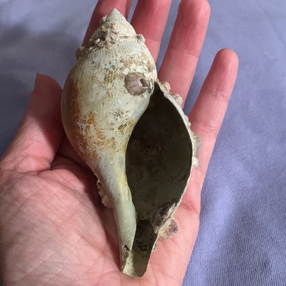 SALE!! True tulip shell with barnacle cluster - Picture 8 of 12